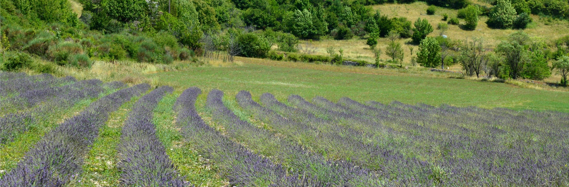 dorpen in de provence pexels slimmars 13 197677686 12990946