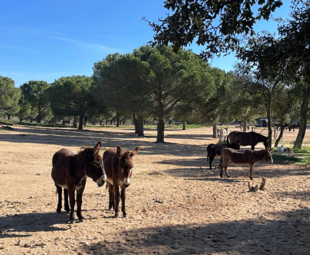 Figueres hike ezels burrotrek (2)